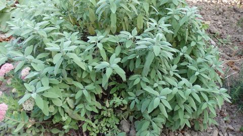 Vous pouvez diviser la sauge au potager, tous les quatre ans.