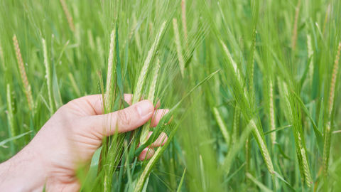 Sur orge, on peut compter désormais sur le fongicide Bellali®