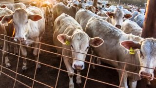 Bovins à l'engraissement au Brésil