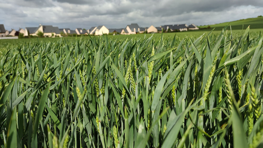 Arvalis a acquis des références techniques pour des semis en fin d’hiver et début de printemps en cas de trop mauvaises conditions de semis d’automne. Les potentiels en termes de rendement sont alors inférieurs.