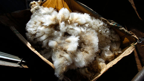 Il est possible d'obtenir de petits suppléments de prix en triant les toisons.