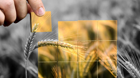 L’innovation fongicide qui sécurise vos quintaux… et votre marge 