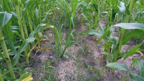 Le programme de désherbage doit être adapté à la flore adventice de la parcelle. 