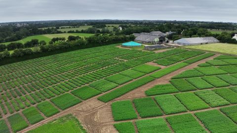 Pour mener à bien son travail, le sélectionneur dispose notamment de 50 000 parcelles d’essais et de parcelles consacrées à la multiplication des hybrides. Ici, une de sélection de Bretagne Plants Innovation.