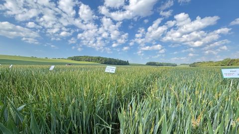 L'Isoflex active, nom commercial de la bixlozone, est classé par le Herbicide Resistance Action Committee (HRAC) comme herbicide du groupe 13.