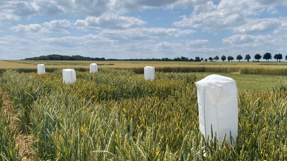 Asur Plant Breeding veut doubler ses ventes de bl hybride