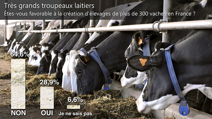 Grands troupeaux de vaches laitières avis