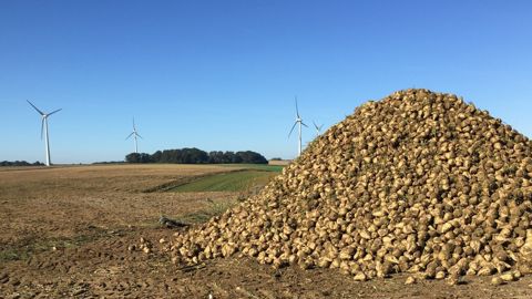 36,3 Mt de betteraves sucrières ont été récoltées en France sur la campagne 2025/26, en hausse de plus de 3,4 Mt par rapport à 2024/25.