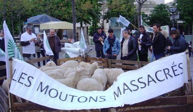 Une cinquantaine d'éleveurs et leurs brebis devant le ministère des Finances.