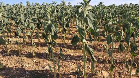 Tournesol en préfloraison soumis aux stress thermique et hydrique. Prise de vue réalisée en Bourgogne le 24 juin 2026.