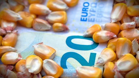 Lundi 6 juillet à la mi-journée, me maïs Euronext à livraison août 2026 grimpait de 6,75 €/t, à 242 €/t.