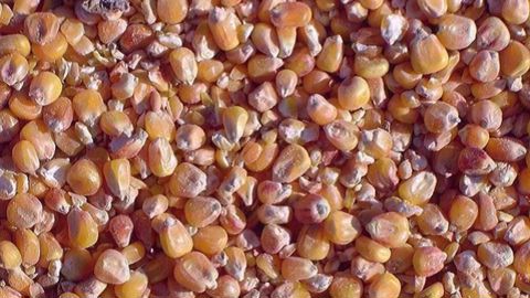 Le cours du maïs grimpe de plus de 3,5 %, suite aux conditions climatiques préoccupantes dans la Corn Belt.