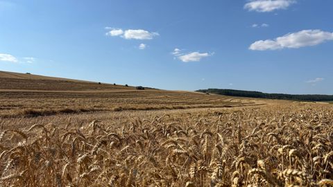 Agreste évalue à 69,3 q/ha le rendement moyen en blé tendre pour cette récolte 2026.