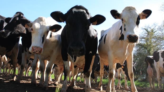 Vaches Prim'holstein