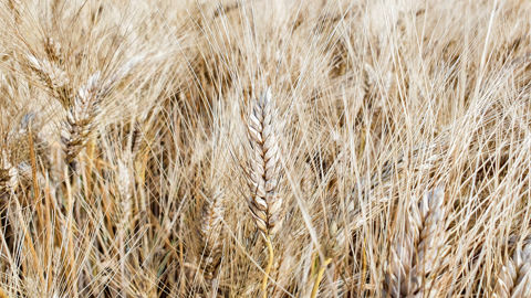 Le rendement moyen national en blé dur est évalué à 51,7 q/ha pour la récolte 2026.