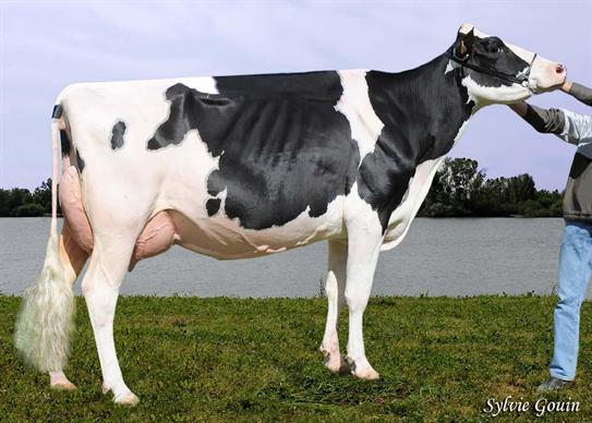 Réserve grande championne Emeraude (Damion) au Gaec Duf Holstein (65) & B. Toussaint (Belgique) 