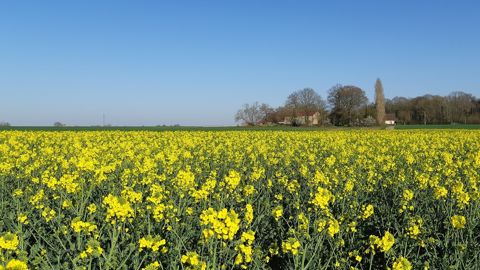 Découvrez les premiers résultats des essais variétés de colza disponibles.