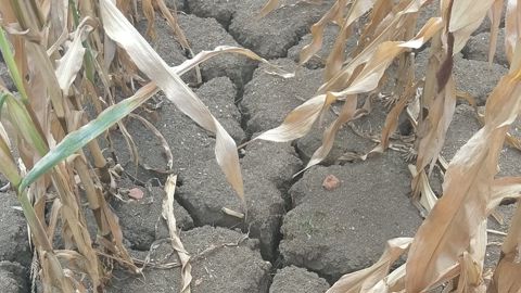En moyenne nationale mensuelle, la France a reçu seulement 15 mm de précipitations en juillet 2026, loin de la normale de 50 mm sur la période 1991-2020.