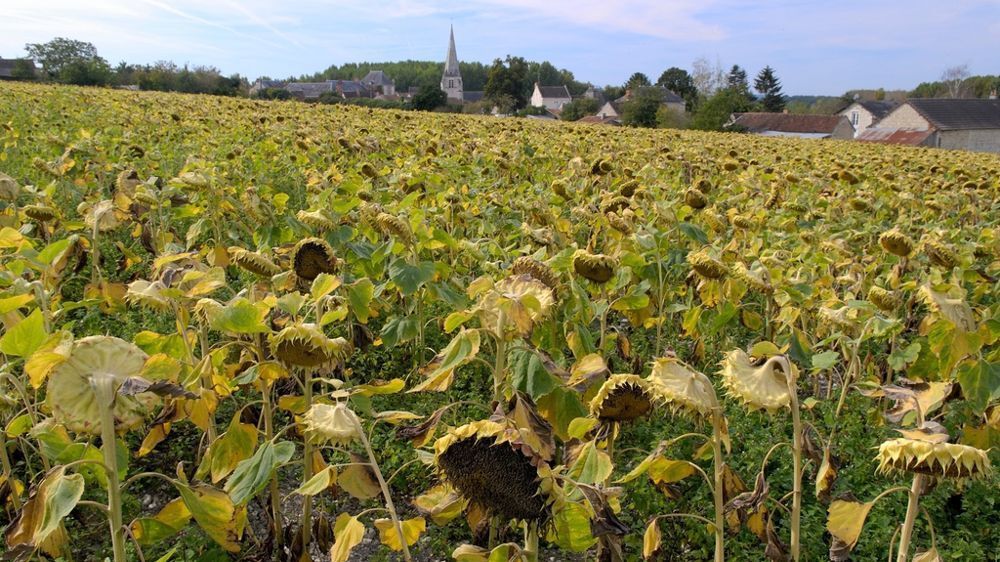 Les Estimations De Rendements En Tournesol Pour La R colte 2026 les-estimations-de-rendements-en-tournesol-pour-la-r-colte-2026