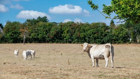 « En termes de fourrage, on parle de plus d'un milliard d'euros de pertes », estime le président de la FNSEA.