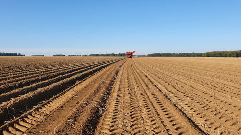 Agreste prévoit une forte hétérogénéité de rendements selon les parcelles et les régions, en fonction des possibilités d'irrigation notamment.