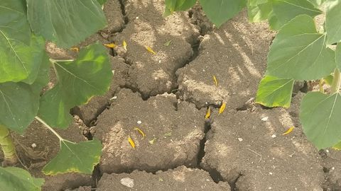 Comment améliorer la résilience de l'agriculture face au risque de sécheresse ?