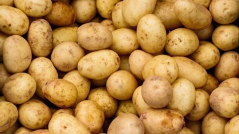 « Cette campagne pourrait marquer l'un des plus importants décrochages de production jamais enregistrés pour la pomme de terre française », estime l'UNPT.