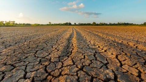 Les canicules et la sécheresse historiques ont provoqué des pertes exceptionnelles pour le secteur agricole français, qui craint pour son avenir.