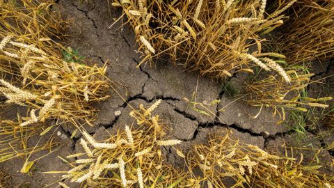 Les pertes liées à la sécheresse sont estimées à environ 10 milliards d'euros.
