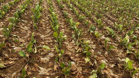 Le rendement national moyen est estimé à 68,2 t/ha pour la campagne 2026.