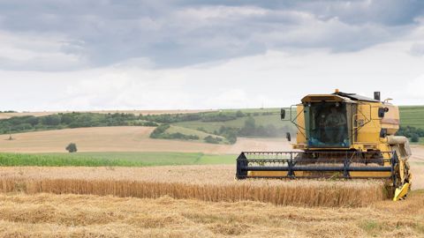 Dans les zones intermédiaires, les rendements en blé tendre sont sensiblement inférieurs à la moyenne nationale.