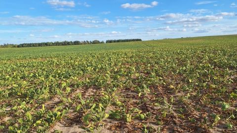 La filière estime qu'environ 20 000 ha de betteraves sucrières pourraient ne pas être récoltés.