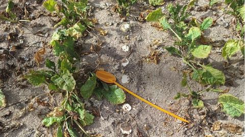 L'ITB recense près de 36 % des parcelles de betteraves touchées par le Rhizopus cette année.