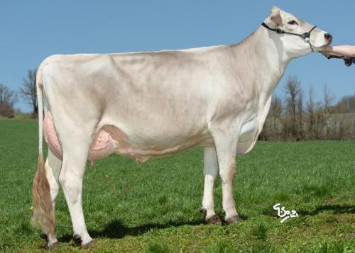 Féérie (Talc x Prince Chipie x Vinozak Urgelle)