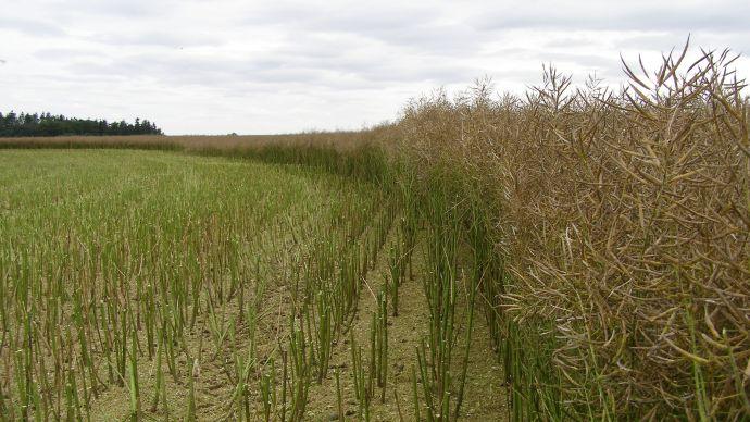 L’élongation automnale sensibilise la plante au gel hivernal, la rendant plus fragile vis-à-vis du phoma et de la verse au printemps.