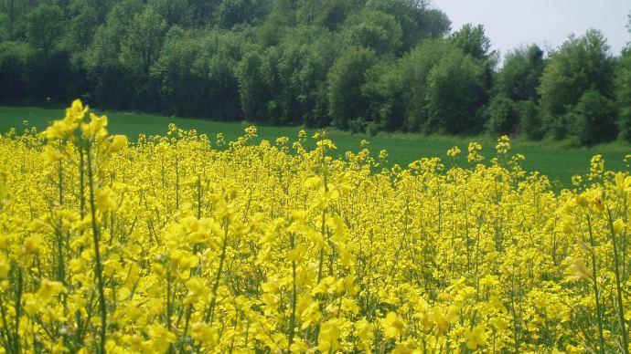 Colza en fleur.