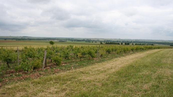 Paysage agricole avec vignes.