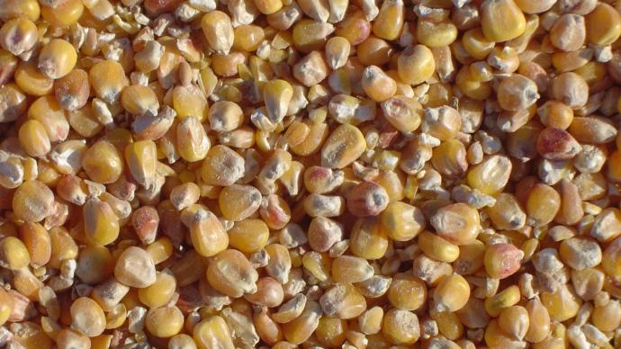 Grains de maïs.