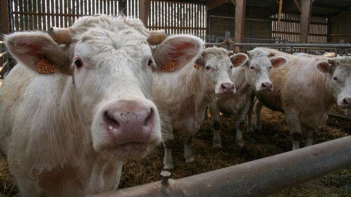 Vaches charolaises