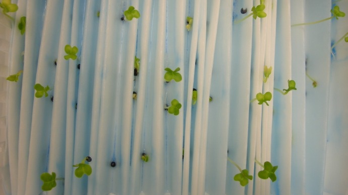 Germination de graines de colza