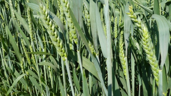 Variété de blé hybride.