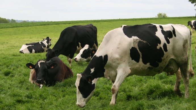 Vaches holsteins au pré.