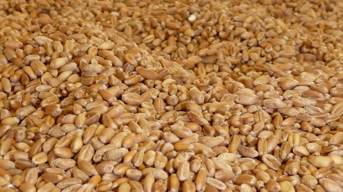 Grains de blé