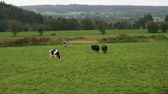 Vaches laitières au pré