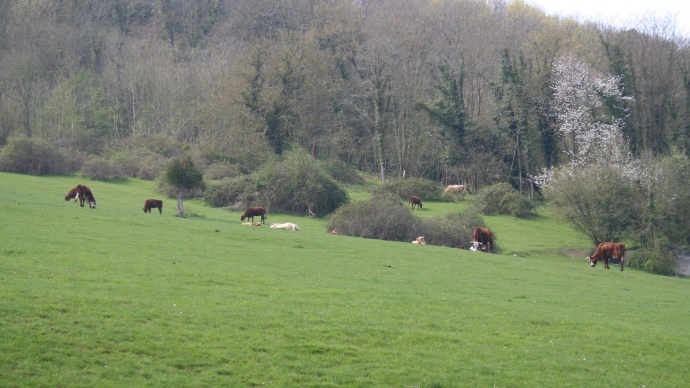 Vaches 