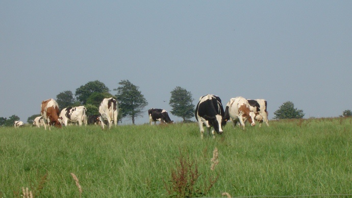 Vaches laitières au pré