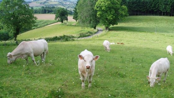 viande bovine viande bovine
