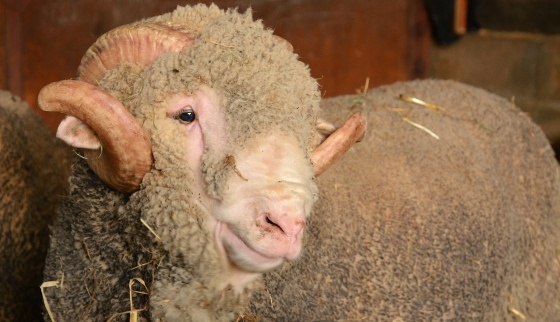Bélier Mérinos de Rambouillet