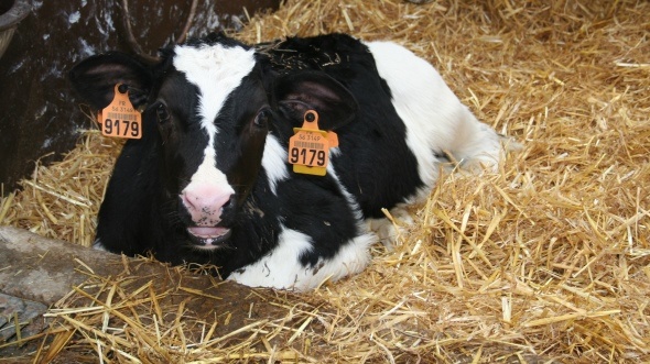 Identification bovine