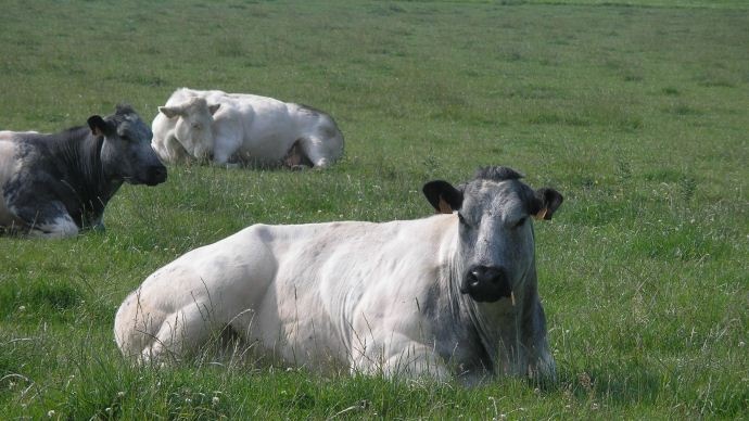 Vaches Blanc bleu belge